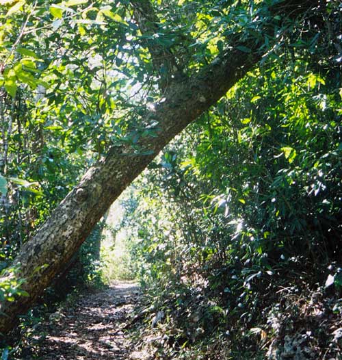 LOS BOSQUES DE PUERTO RICO los bosques de puerto rico: